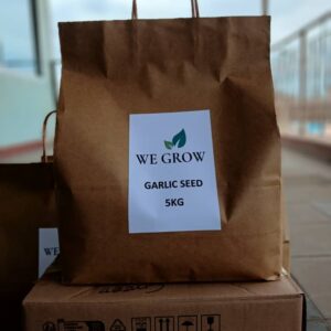 Garlic Purple Stripes