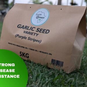 Garlic Seeds