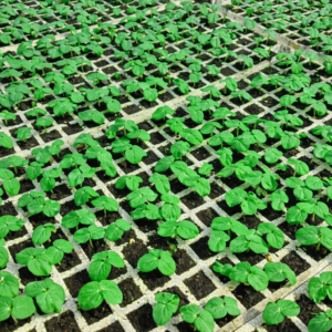 Okra Seedlings
