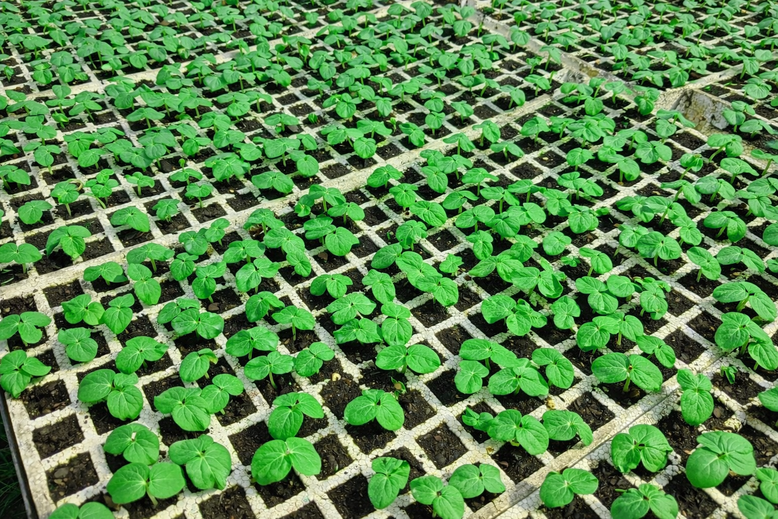 Okra Seedlings