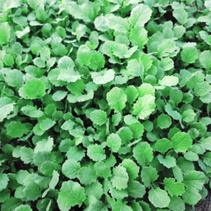 Rape Seedlings