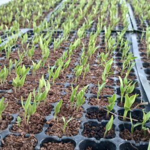 Bell Pepper Seedlings
