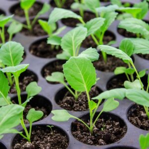 Cabbage Seedling
