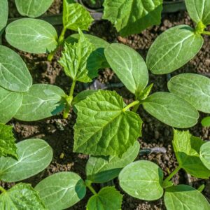Cucumber Seedlings