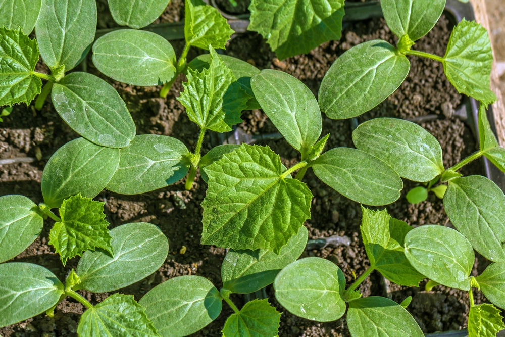 Cucumber Seedlings