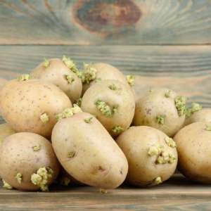 Potato Sprouts